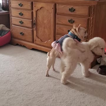 Cute Bulldog plays with puppy Goldendoodle
