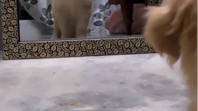 Cute puppy video 🎥/ #trending video viral🔥 video