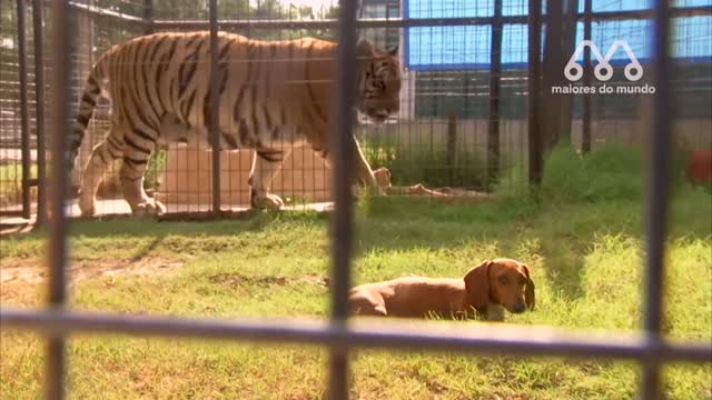 WHEN THE LION MEETS THE DOGS-