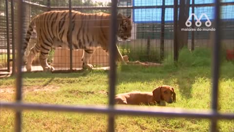 WHEN THE LION MEETS THE DOGS-