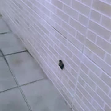 Cocô igual a Sorvete