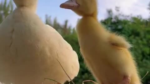 The little duckling learns to say 'mom'