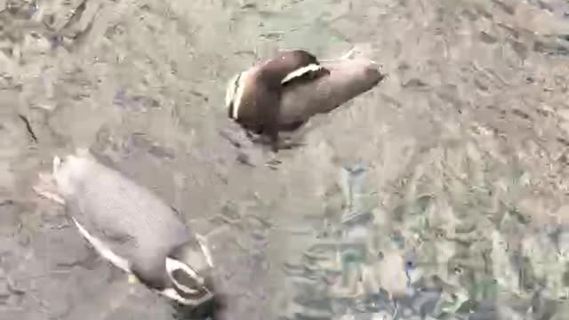 Cute Pinguins. Look till the end...