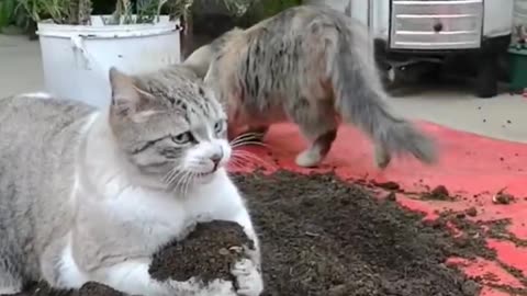 FUNNY CATS and DOGS 🐱🐶 & other ANIMALS 🐾 New Funniest Animals Videos 2023 😂