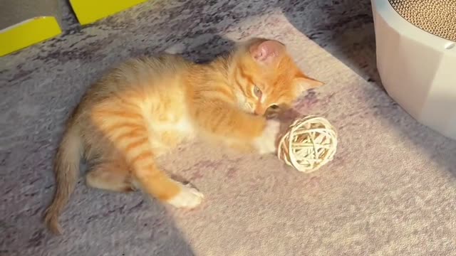 Three month old kitten playing with bell ball