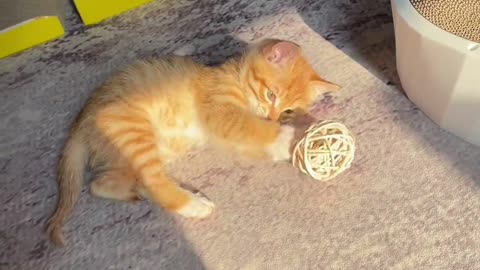 Three month old kitten playing with bell ball