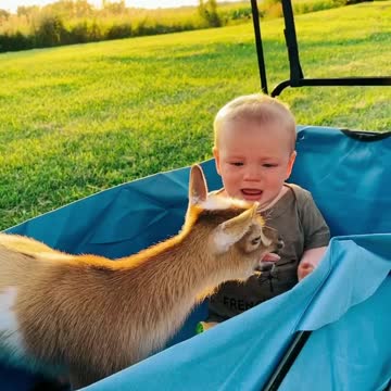 Homesteading mamas -