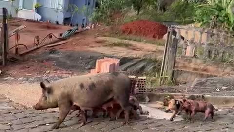 Piglet Litter Trots Alongside Sow