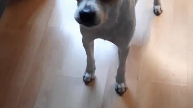 When my dog ​​wants to see grandma