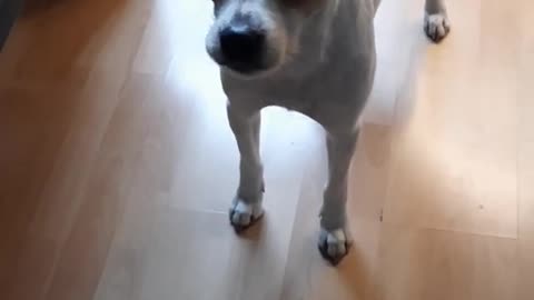 When my dog ​​wants to see grandma