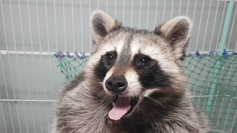 Yawning raccoon