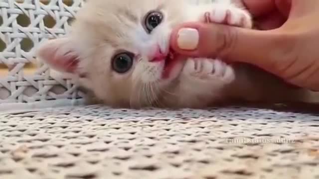 White cat funny video clip