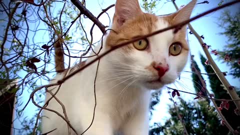 Wild cat closeup shot