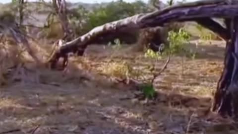 Close-up of a cheetah's hunt