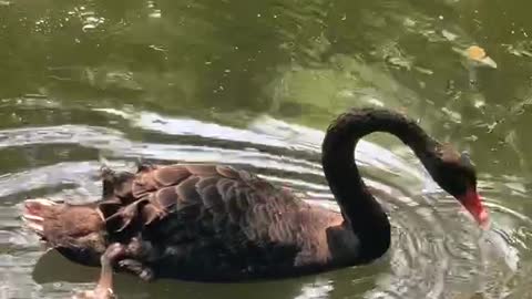 A goose playing in the water