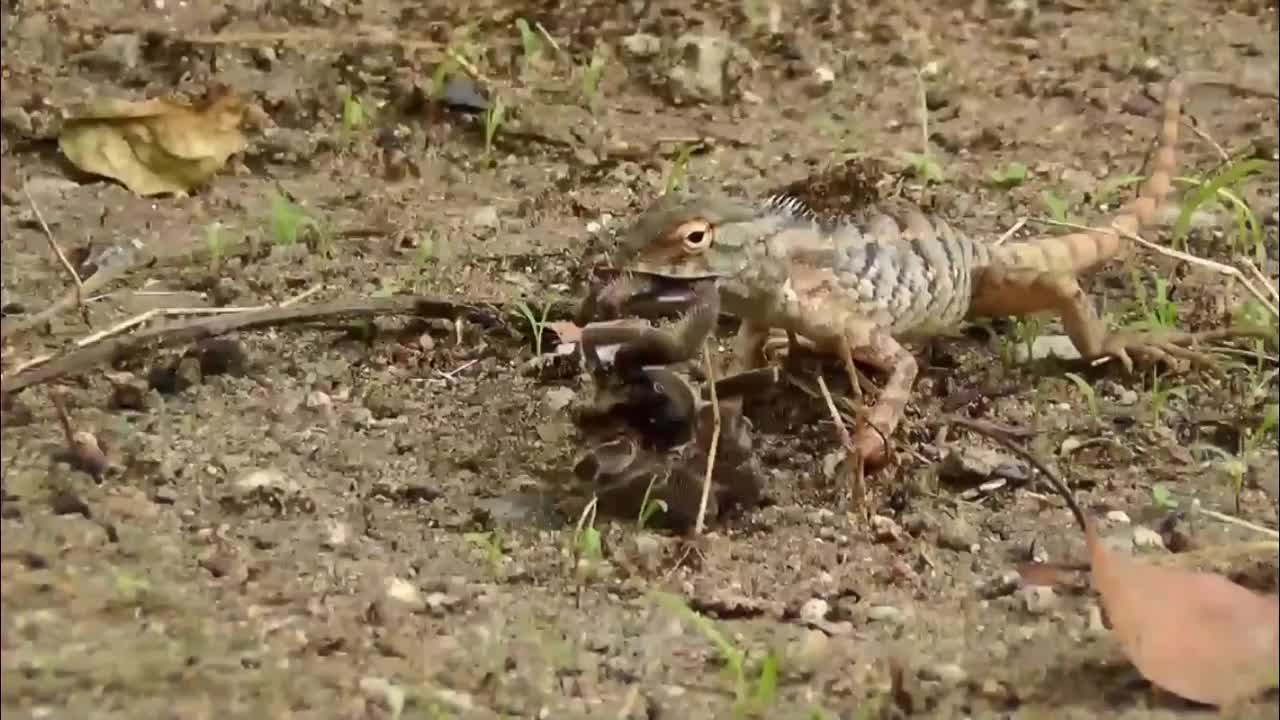 LIZARD ATTACK SPIDER - The lizard camouflaged and captured prey!