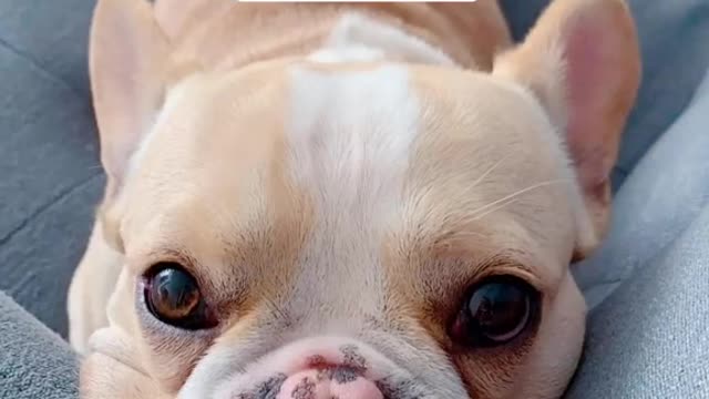 wildanimalsdoingthings - #fyp #MakeMomSmile #frenchie #gotthisforyou