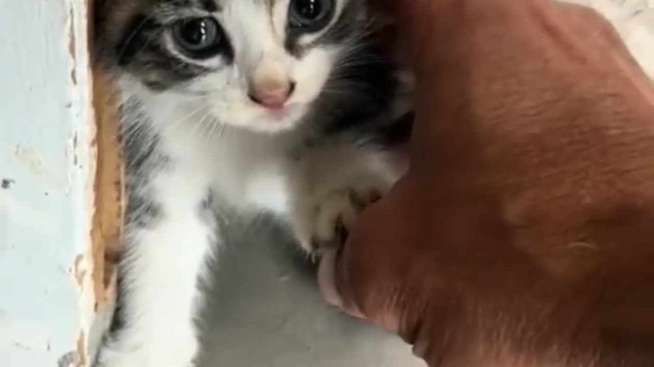 When kittens are bullied