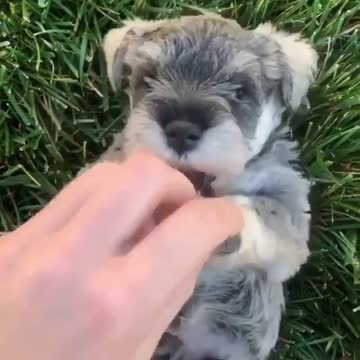 🤣🤣🤣 Beautiful puppy can't bear to be tickled 🤣🤣🤣