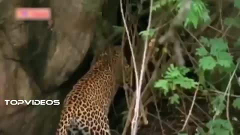 Leopard VS giant python animal fight