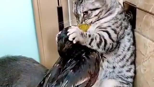 Cats funny