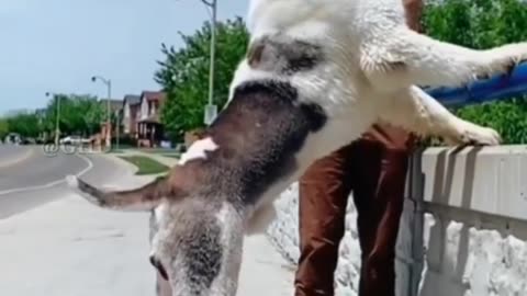 10 of the biggest dogs in the world _shortvideo _