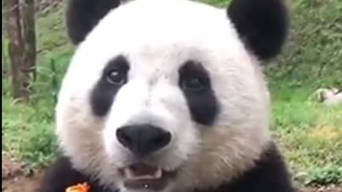 Panda beer in reality life funny videos
