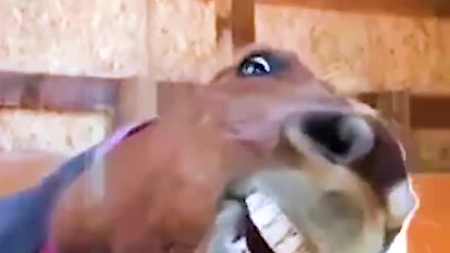 🐴