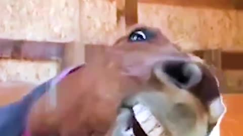 🐴