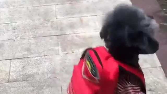You'll die laughing later ... try not to laugh impossible