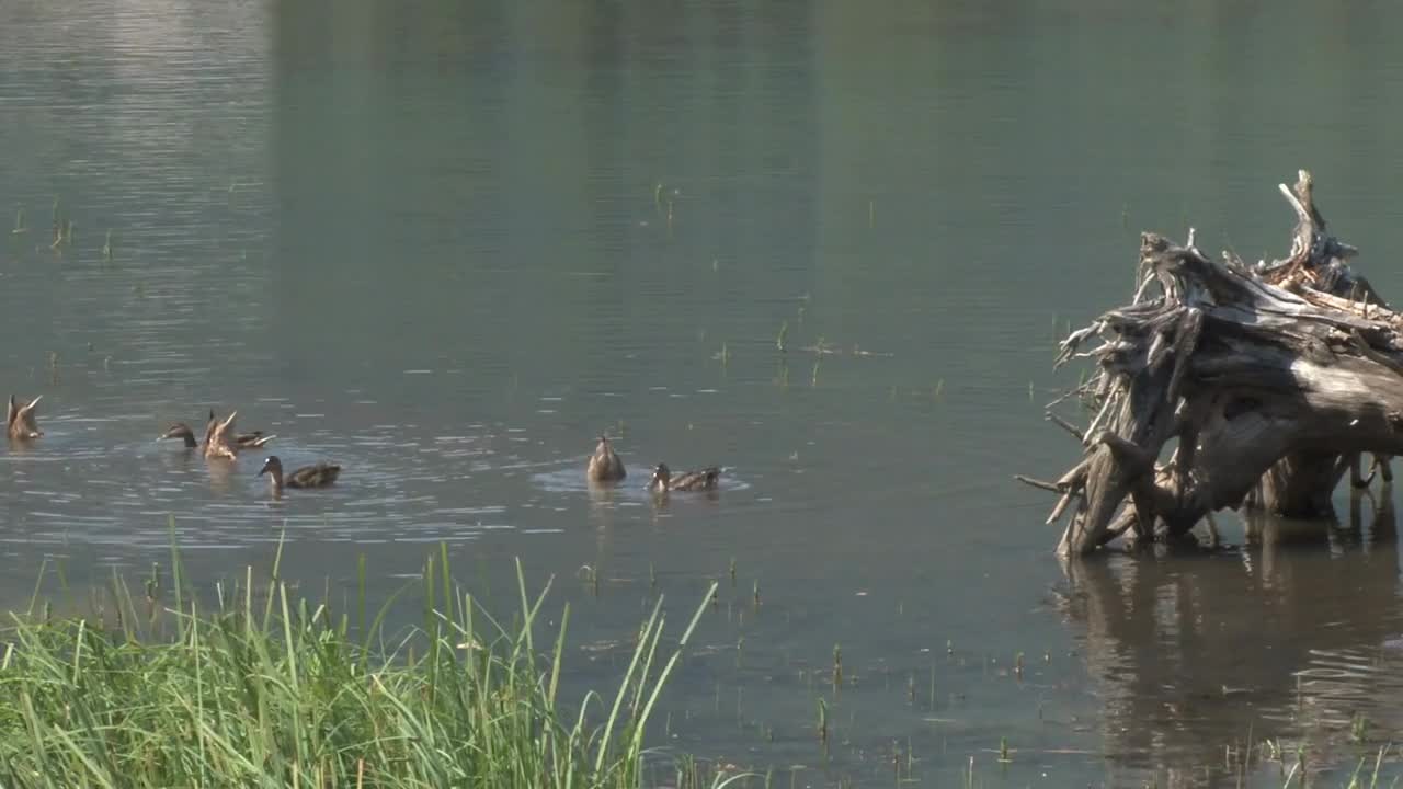 Ducks Bathing In Lake