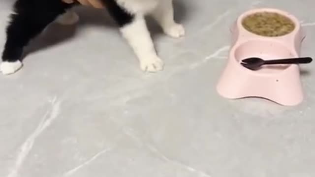 So Cute ♥️ Funny Cats and Dogs 😺🐶 Part 32