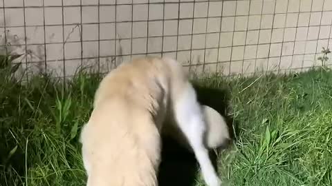 One person, one room and one dog are enough.