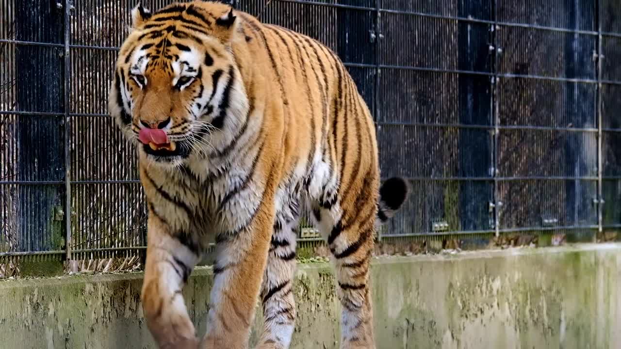 A Tiger Walking Inside a Cage