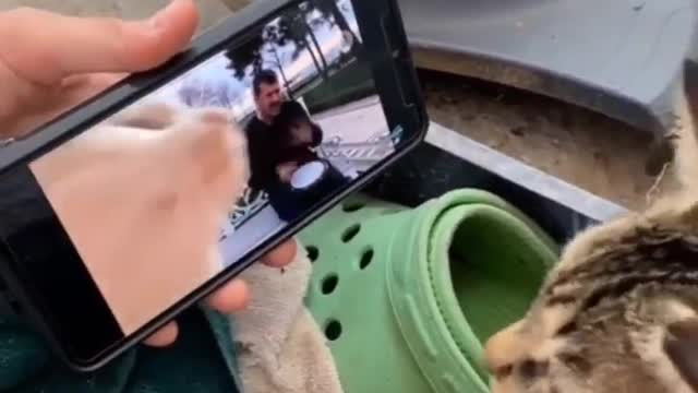 Cat jamming with viral video 😂😂😂😂