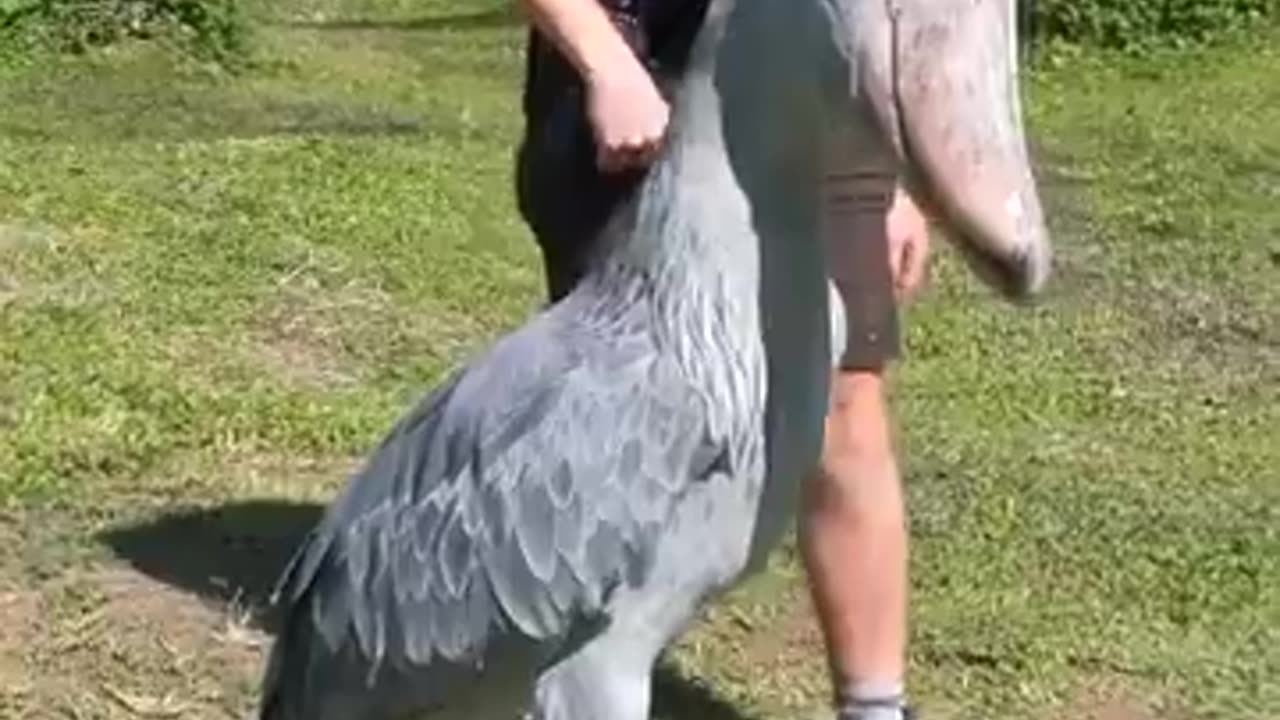 This is the shoebill stork_____