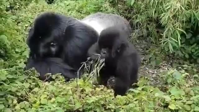 Gorilla 🦍🦍🦍🦍 video amazing forest