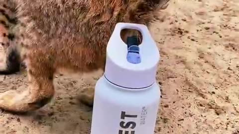 The animal world is not only the law of the jungle, but also a lovely side
