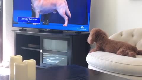 Football for puppies