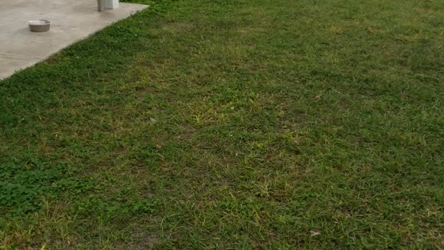 Doggo crazy part 2