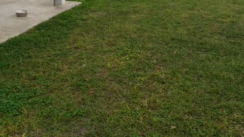 Doggo crazy part 2