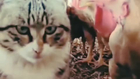 Animal funny video