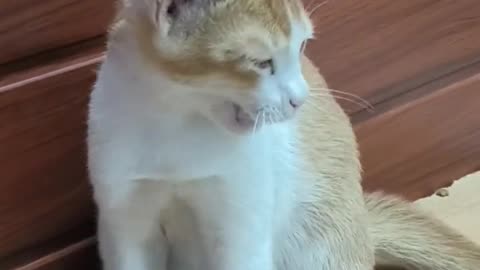 Cat sound to attract cats🙀realistic multiple meows