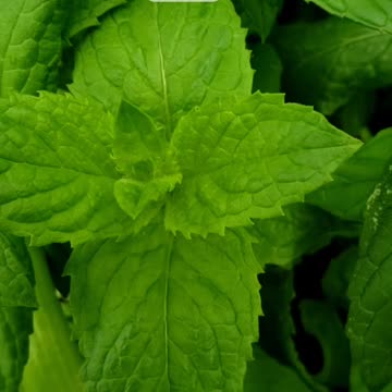 Quick Garden Harvest with Natural Sounds 💯