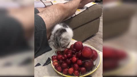 Beautiful 💓 cat reaction 😍🤩