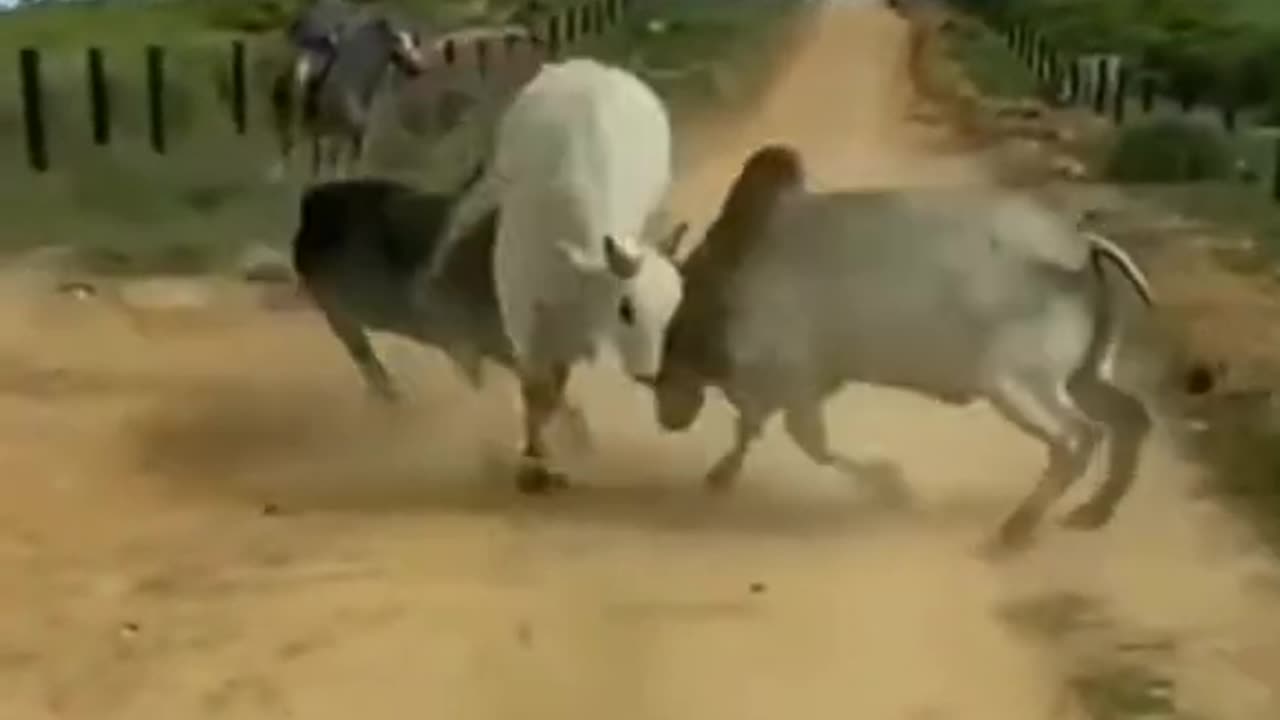 Amazing Bull Fight #shorts #short #viral #shortsfeed #youtubeshorts #youtube #animals #trending