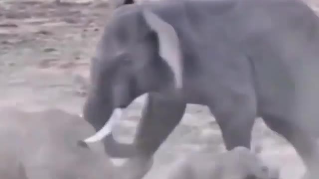 Elephant vs rhino rarely fight never seen before click to watch