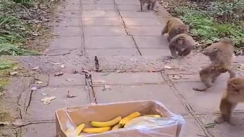 This video is the funniest and cutest monkey video