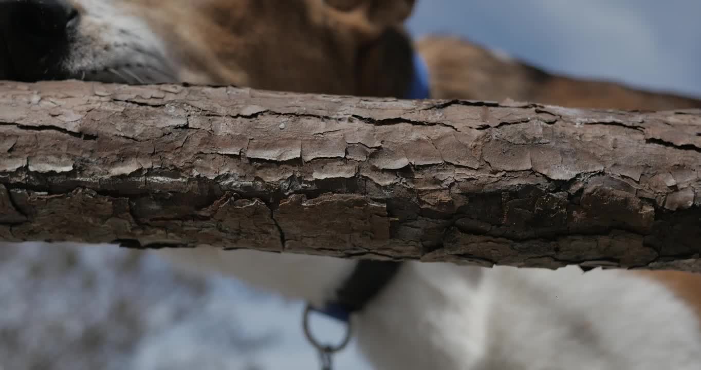 Dog Chewing on Stick