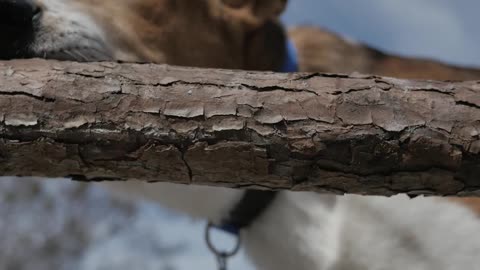 Dog Chewing on Stick